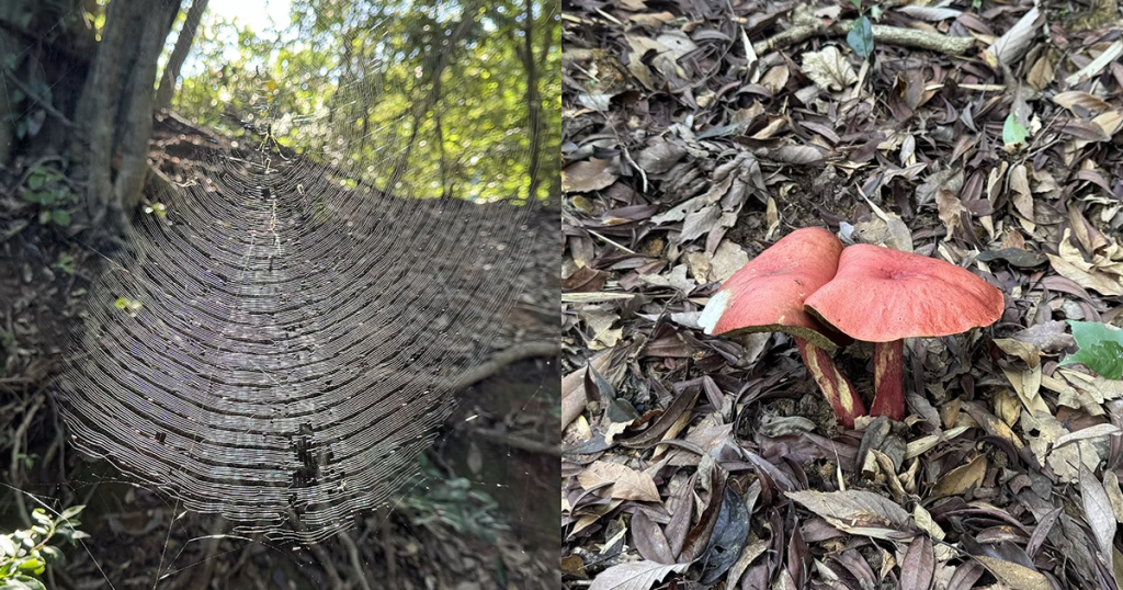 蜘蛛の巣とキノコ
